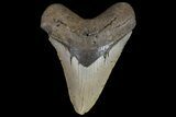 Fossil Megalodon Tooth - North Carolina #109766-1
